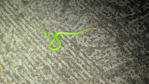 White-lipped Pit Viper