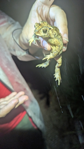 Asian Common Toad