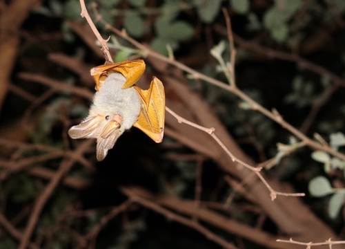 Yellow-winged Bat