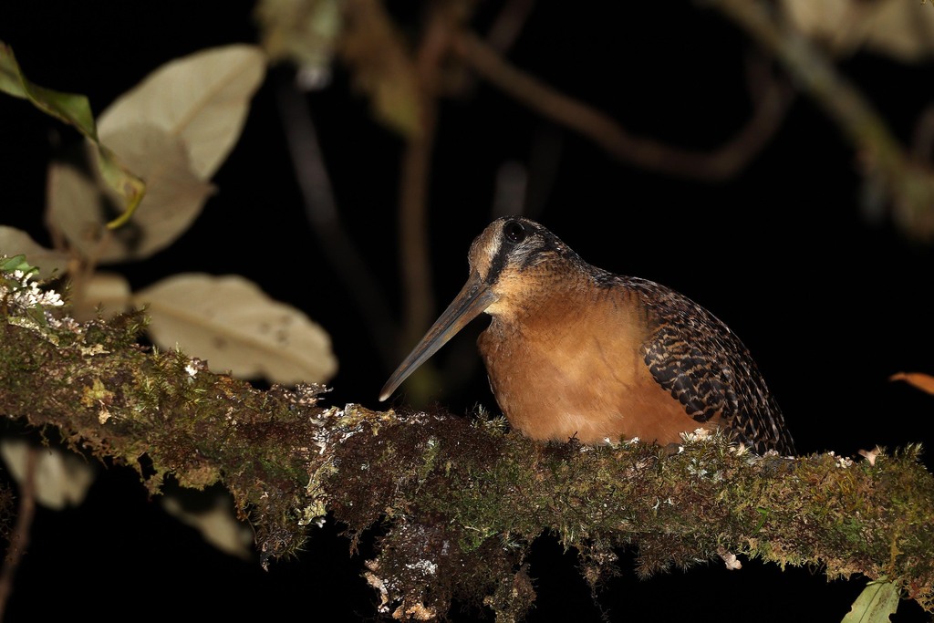 Sulawesi Woodcock (Scolopax celebensis) photo