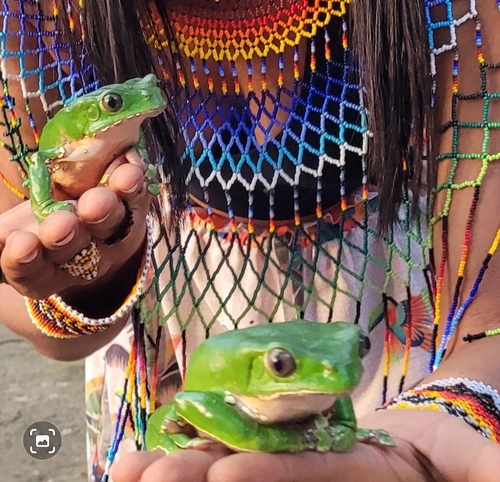 Waxy Monkey Treefrog