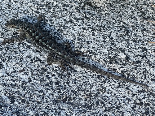 iNaturalist observation photo of Western Fence Lizard