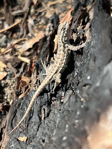 iNaturalist observation photo of Common Sagebrush Lizard