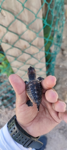 Caretta caretta