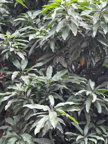 Indian mango