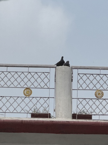 Feral Pigeon