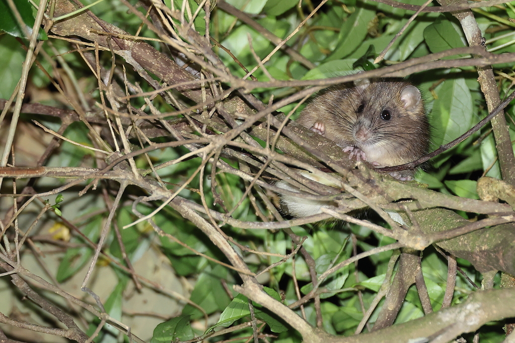 Little soft-furred rat
