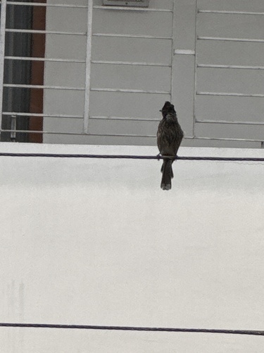 Red-vented Bulbul