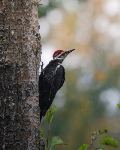 Pileated Woodpecker