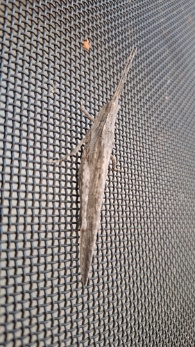 Bark-mimicking Grasshopper