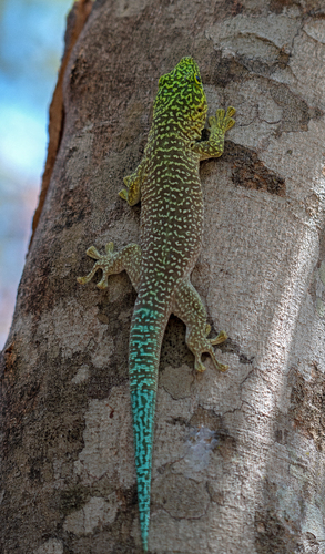 Banded Day Gecko