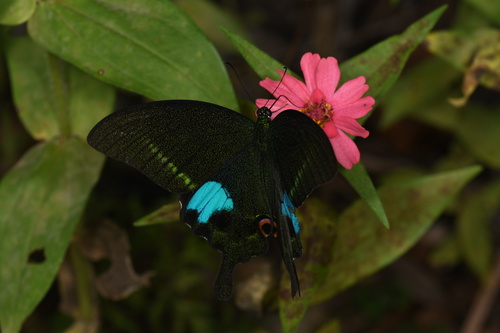 Paris Peacock Swallowtail