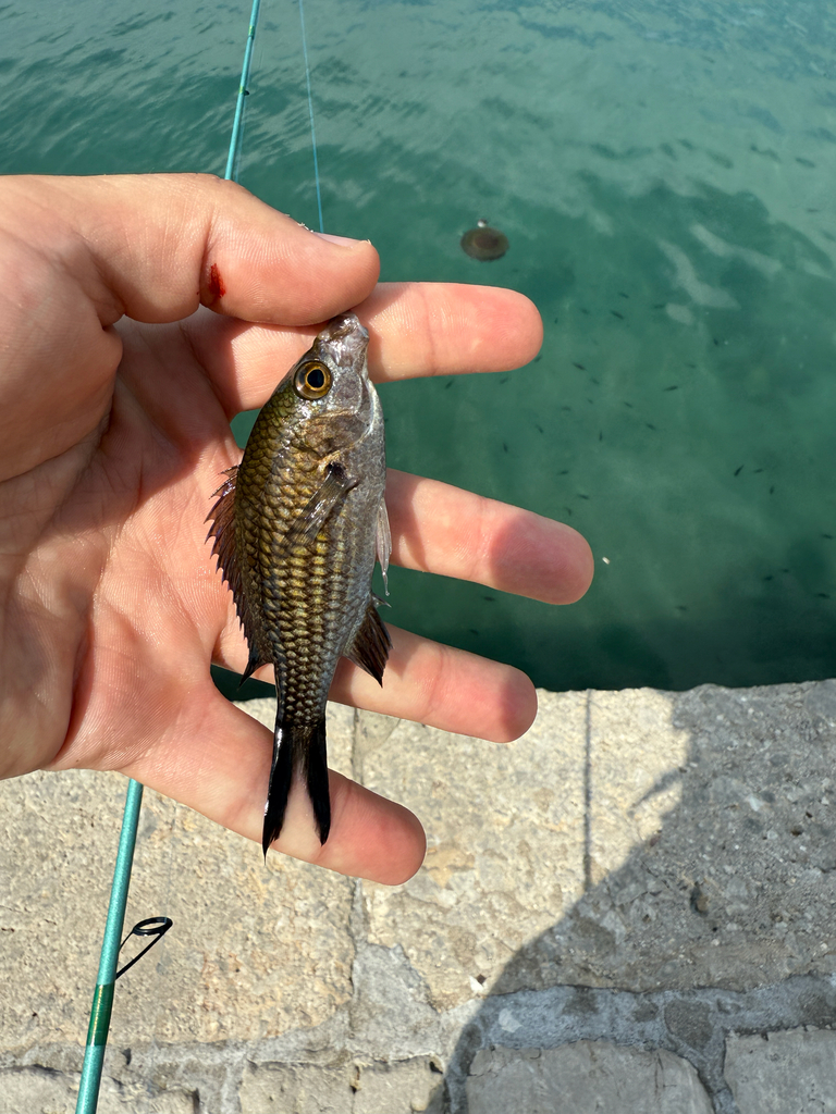 Banded Dascyllus
