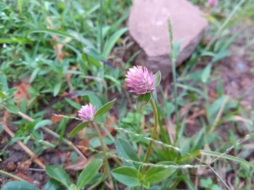 prostrate globe-amaranth