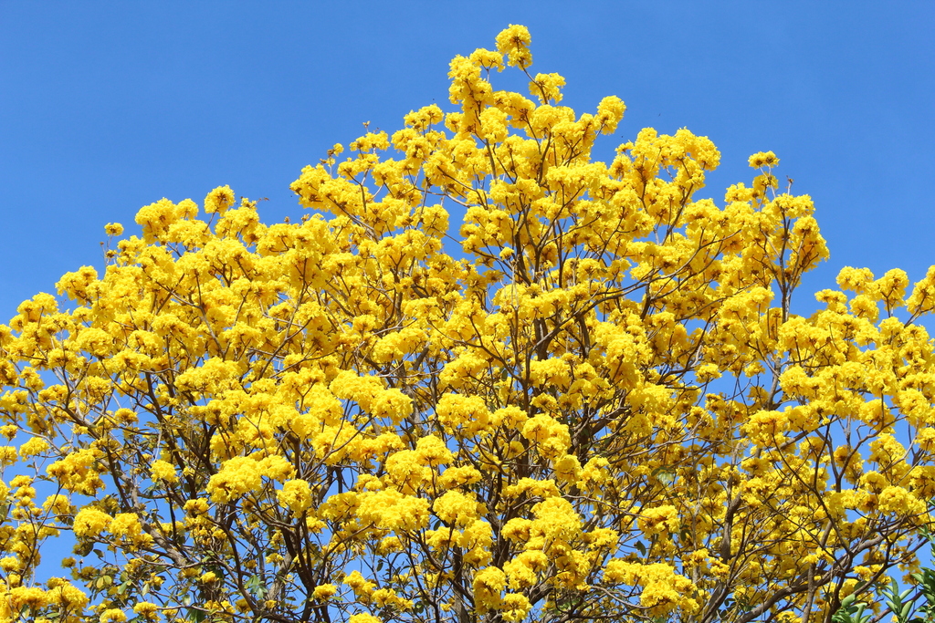 Handroanthus ochraceus (Gelber Trompetenbaum)
