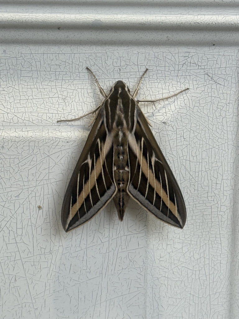 White-lined Sphinx from Hand Rd, Fort Wayne, IN, US on September 17 ...
