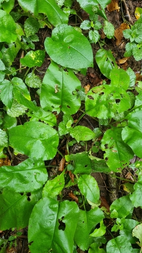 Suffolk Lungwort
