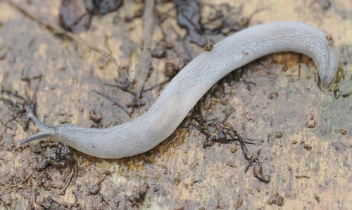 Boettgerilla pallens Simroth, 1912