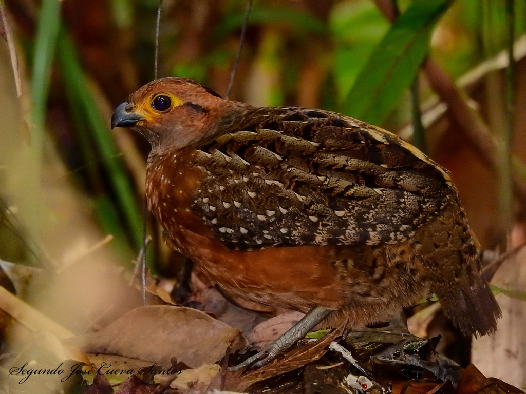 Starred Wood-Quail photo