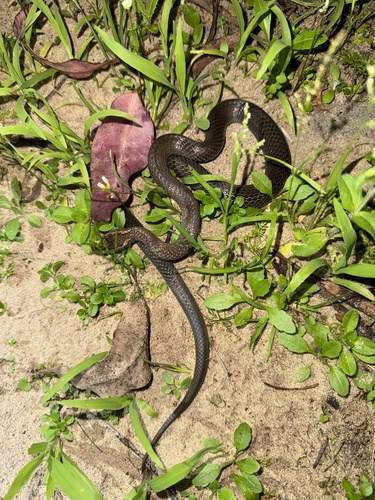 Golden-crowned Snake sighting