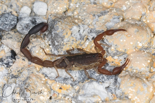Centruroides sissomi