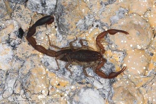 Centruroides sissomi