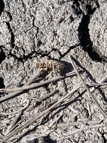 iNaturalist observation photo of Insects