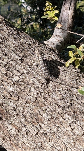 iNaturalist observation photo of Western Fence Lizard