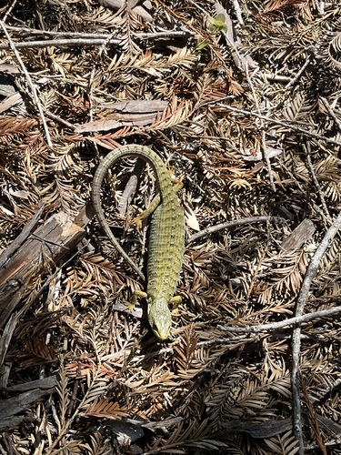 iNaturalist observation photo of Northern Alligator Lizard