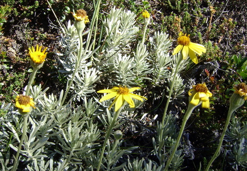 Senecio argyreus