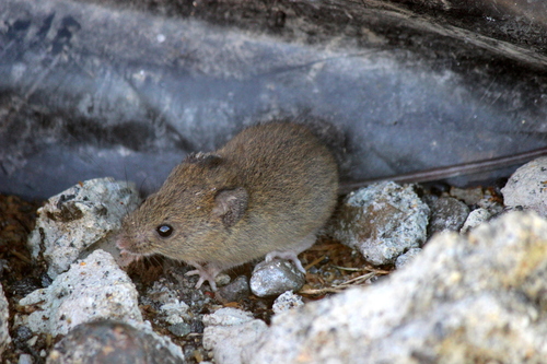 Long-tailed Pygmy Rice Rat (Oligoryzomys longicaudatus), listed as Least Concern on the IUCN Red List