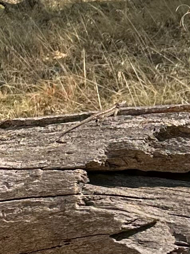 iNaturalist observation photo of Spiny Lizards