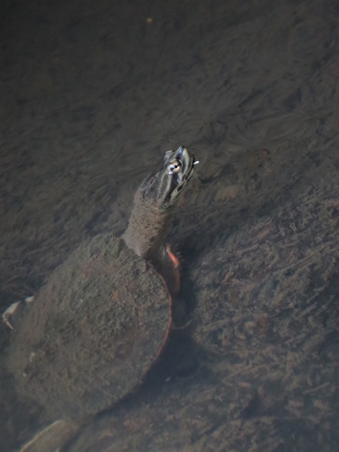 Phrynops geoffroanus