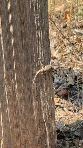 iNaturalist observation photo of Western Fence Lizard