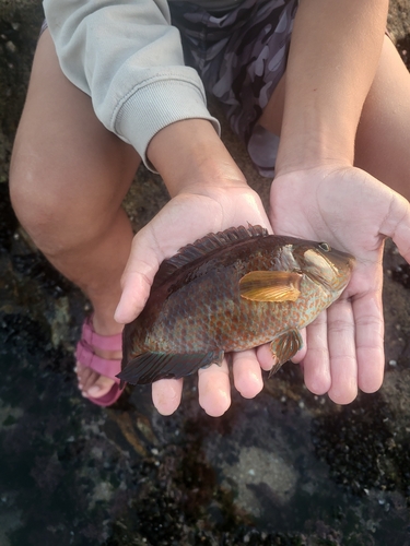 Symphodus melops