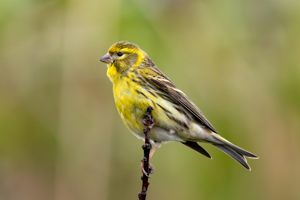European Serin photo