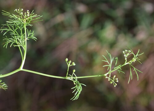 Marsh parsley