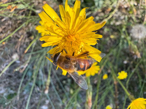 Unknown species found near Wiggins Rd SE, Olympia, WA, US