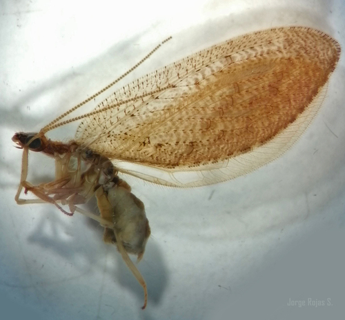 Hemerobius discretus