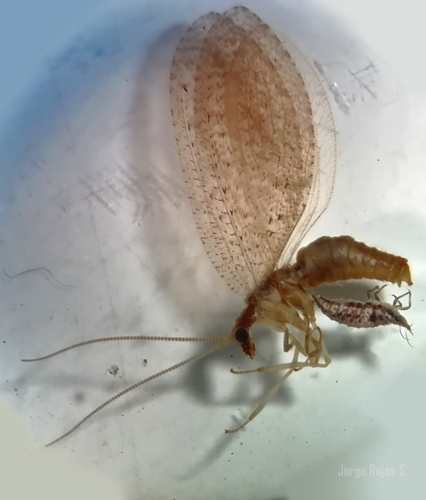 Hemerobius discretus