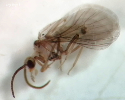 Coniopteryx palpalis