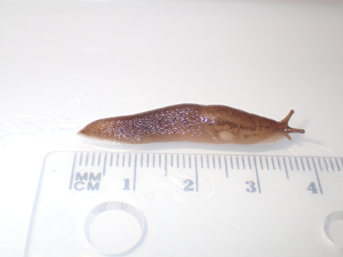 Striped Garden Slug
