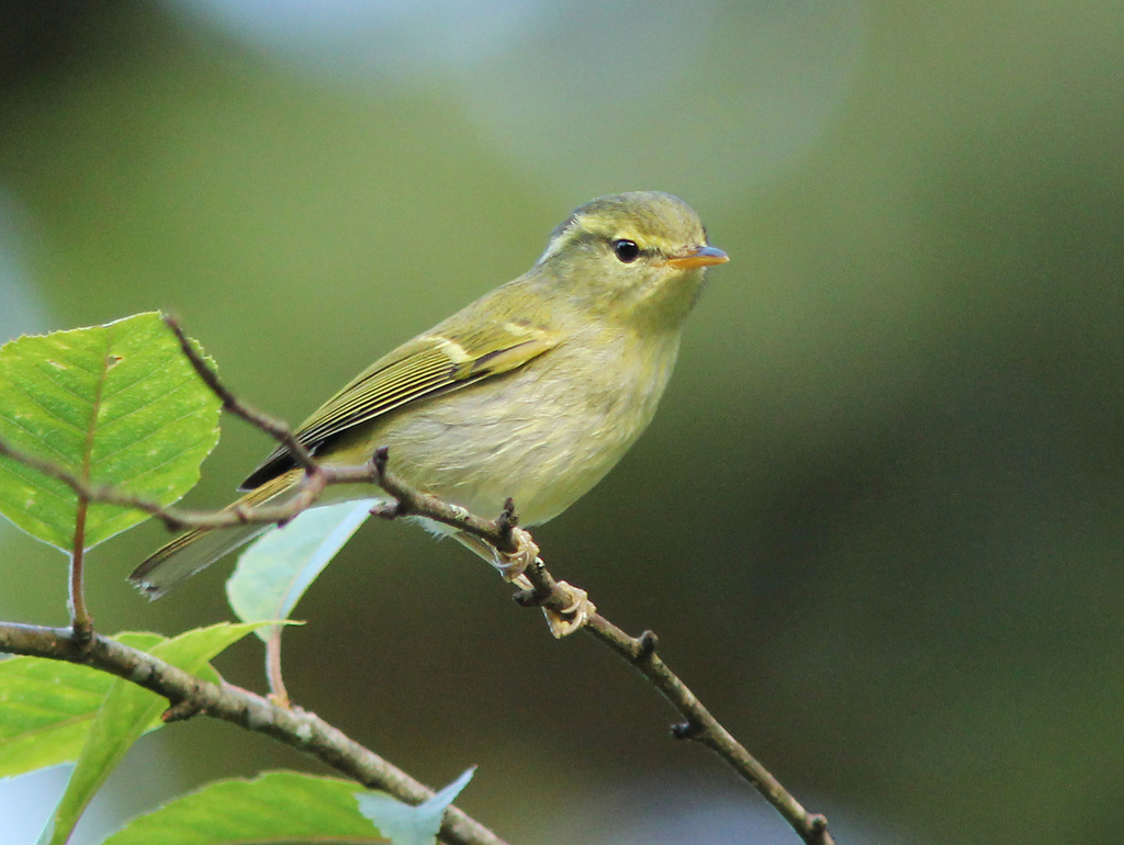 Davison's Leaf Warbler photo