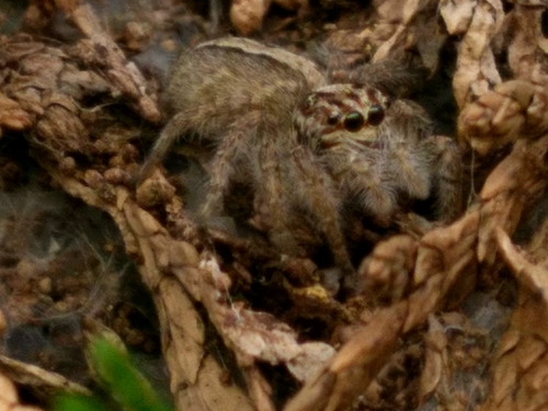 Megafreya sutrix