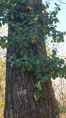 Euonymus fortunei var. radicans