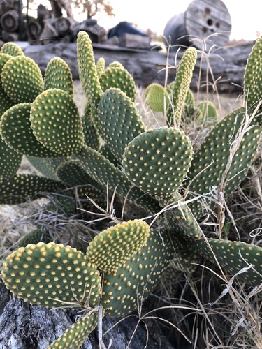 Bunny Ears Cactus