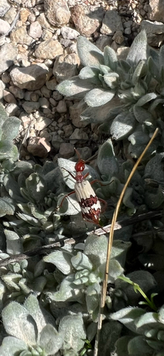 Pleuropasta reticulata