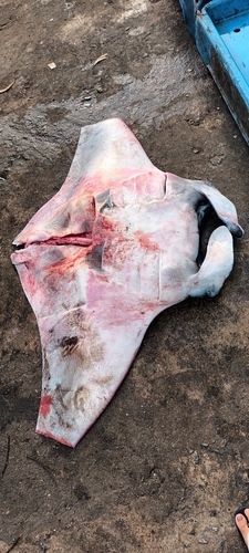 Oceanic Manta Ray