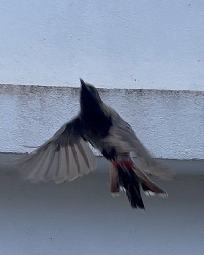 Red-vented Bulbul