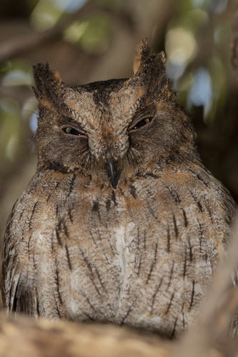 Madagascar Scops-Owl